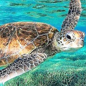 Schildpad in oceaan Daimond Painting